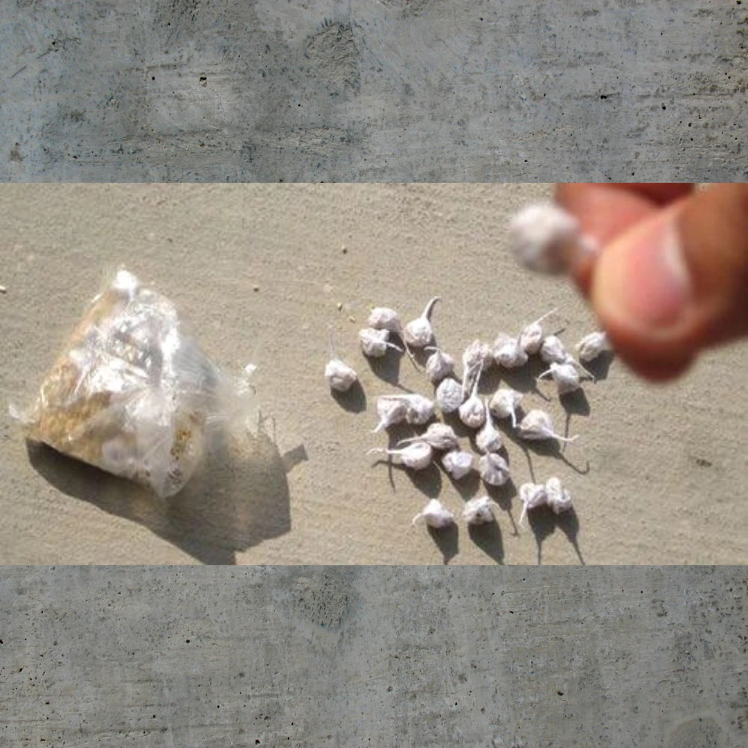 Mardi Gras Spot Toys Snap Pops (Each) 4 Mardi Gras Spot Toys Snap Pops (Each)