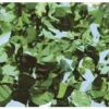 Mardi Gras Spot Green Metallic Petal Paper 30' X 3' (Roll) 1 Mardi Gras Spot Green Metallic Petal Paper 30' X 3' (Roll)