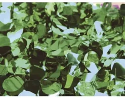 Mardi Gras Spot Green Metallic Petal Paper 30' X 3' (Roll)